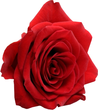 Share This Image - Happy Valentine Day Gif (334x373)