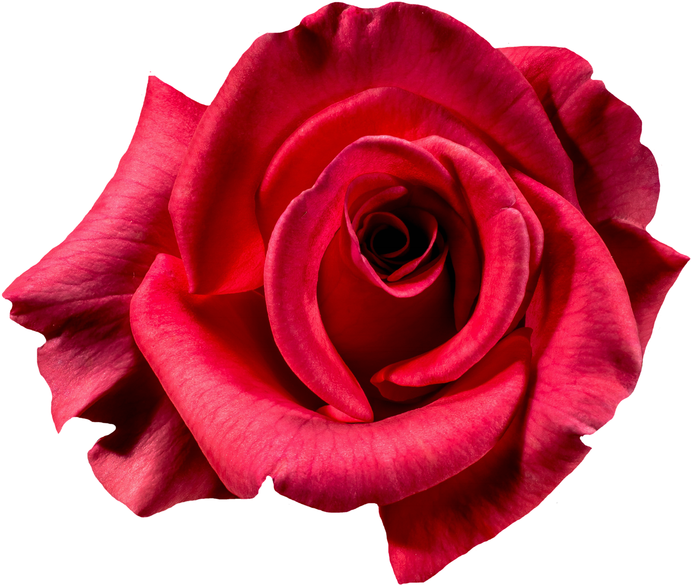 Rose Picture Flowers - Flower Top View Png (1500x1284)