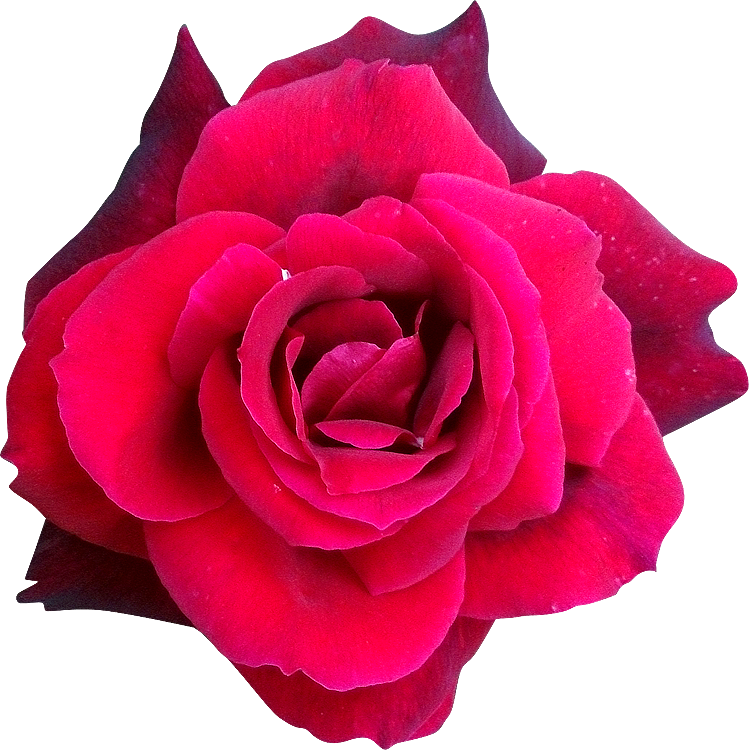 Fleur7 Rose Photogri - Hybrid Tea Rose (749x750)