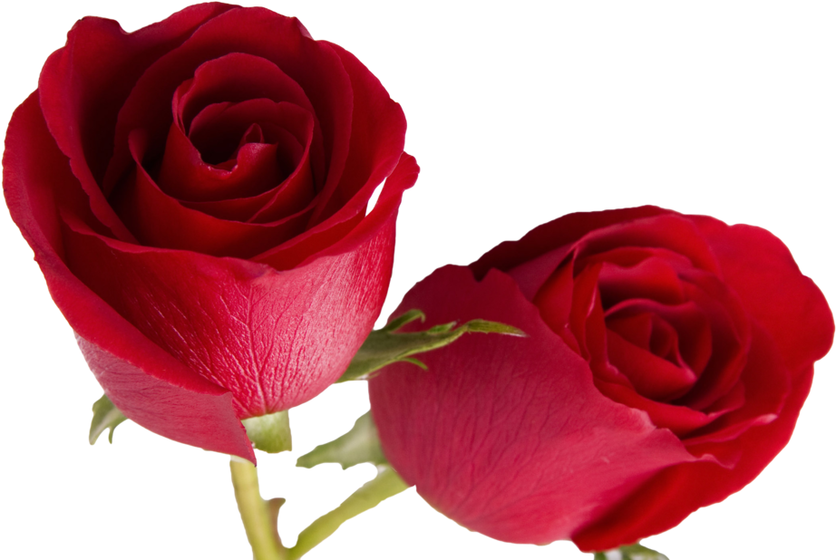 Double Rose Cutout By Gautamdas1992 - Double Rose - (1131x707) Png ...