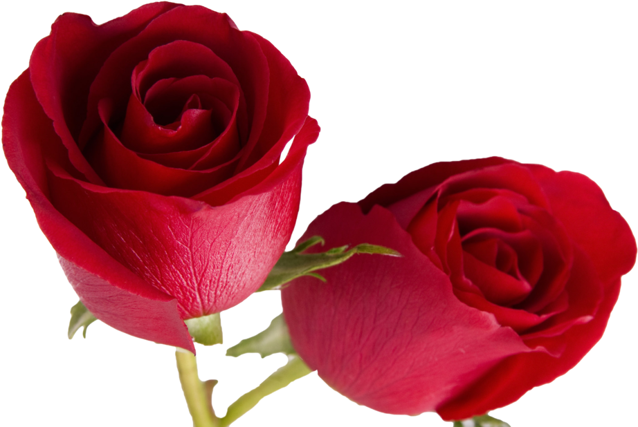 Double Rose Cutout By Gautamdas1992 - Double Rose (1131x707)