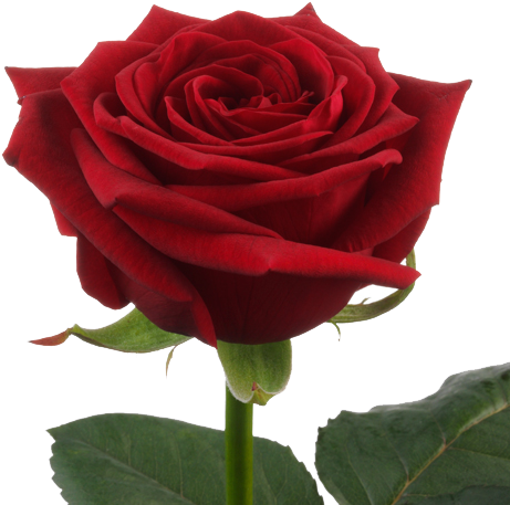 "spray Roses" - Роза Ред Наоми (500x500)