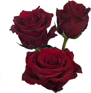 Explorer Trimmed Slideshow - Slide Show (372x350)