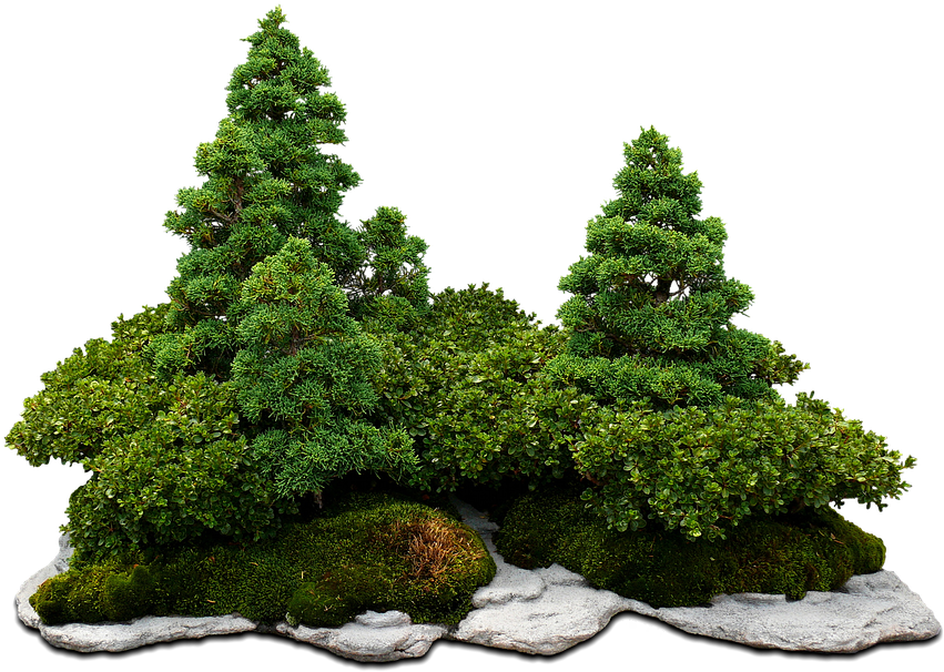 Bonsai Tree Clipart 26, Buy Clip Art - Guide To Bonsai [book] (960x640)