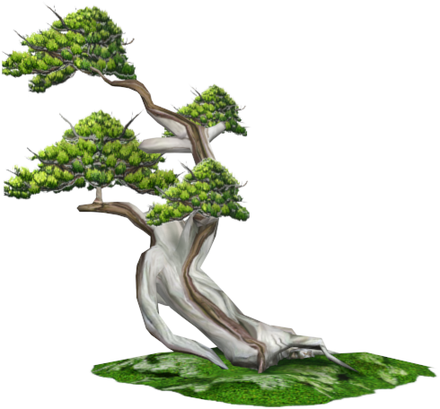 View5 - Pond Pine (640x480)