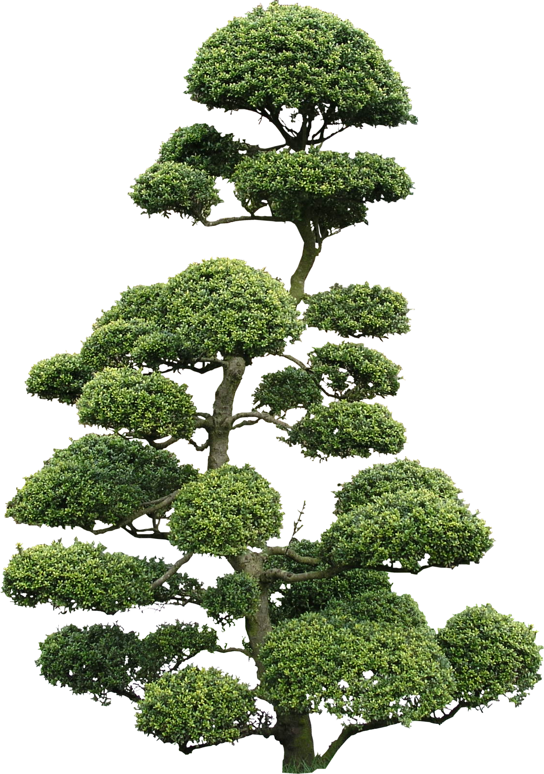 High Quality Cloud Tree Png Textures - Bonsai Ilex Png (1119x1590)
