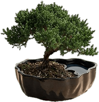 Juniper Bonsai Png - Best Plant For Office Desk (355x355)
