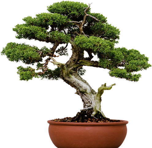 Jonathan Stellmach - Small Tree Pot Bonsai (500x500)