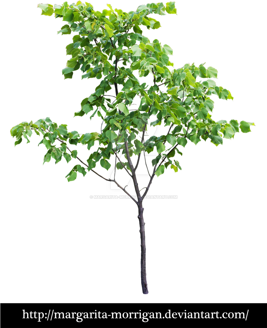 Small Tree By Margarita Morrigan Small Tree By Margarita - Small Trees Photoshop Png (900x1185)