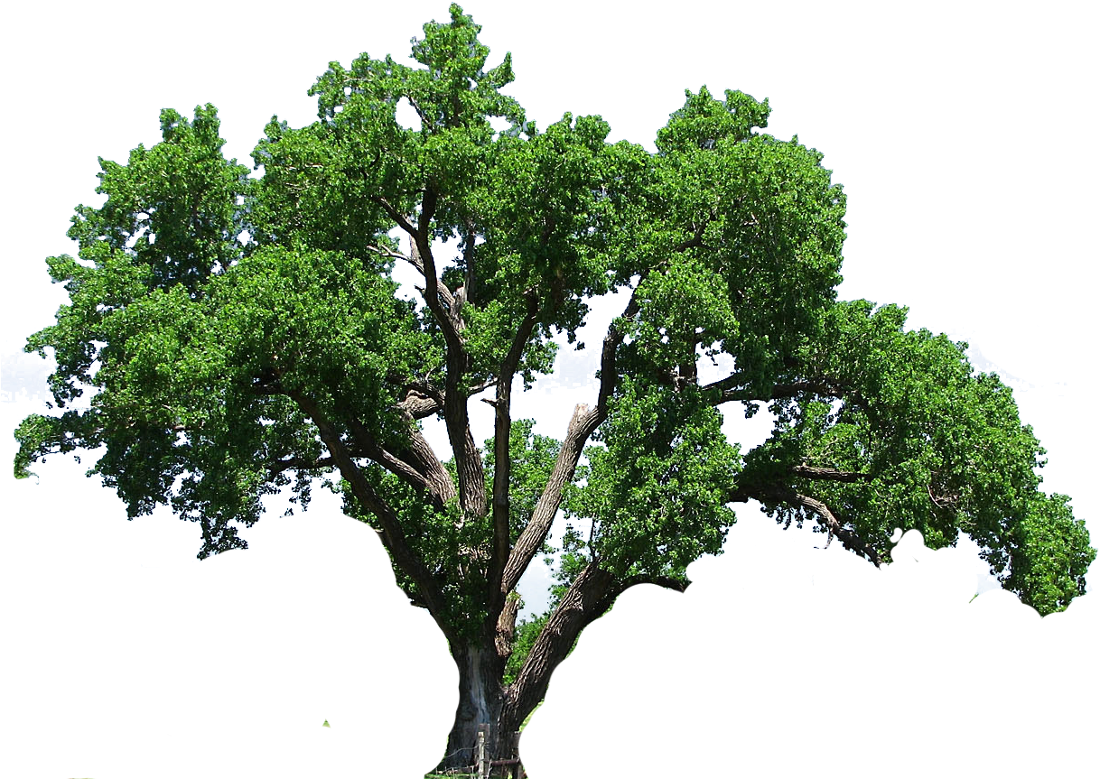 Elm Tree Clipart - Oak Tree Png (1228x874)