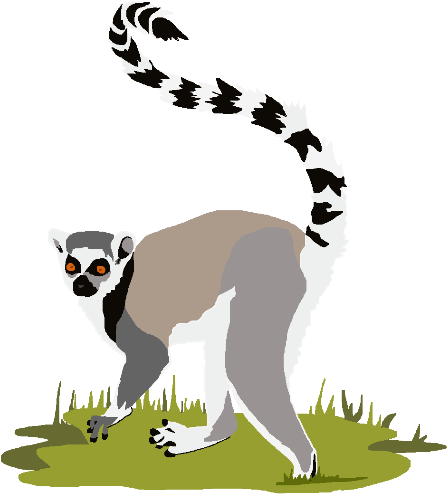 Lemur Clipart Ring Tail - Ring Tailed Lemur Clipart (480x513)