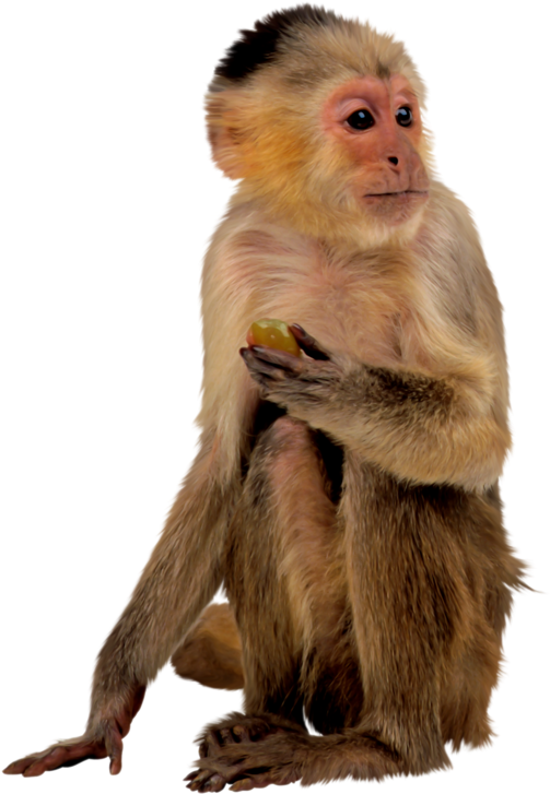 Singe Png - Recherche Google - My First Book Of Animals (552x800)