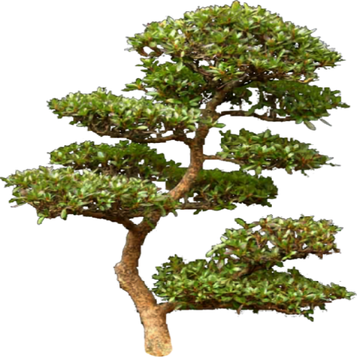 13 Oct 2014 - Tree Bonsai Png (512x512)