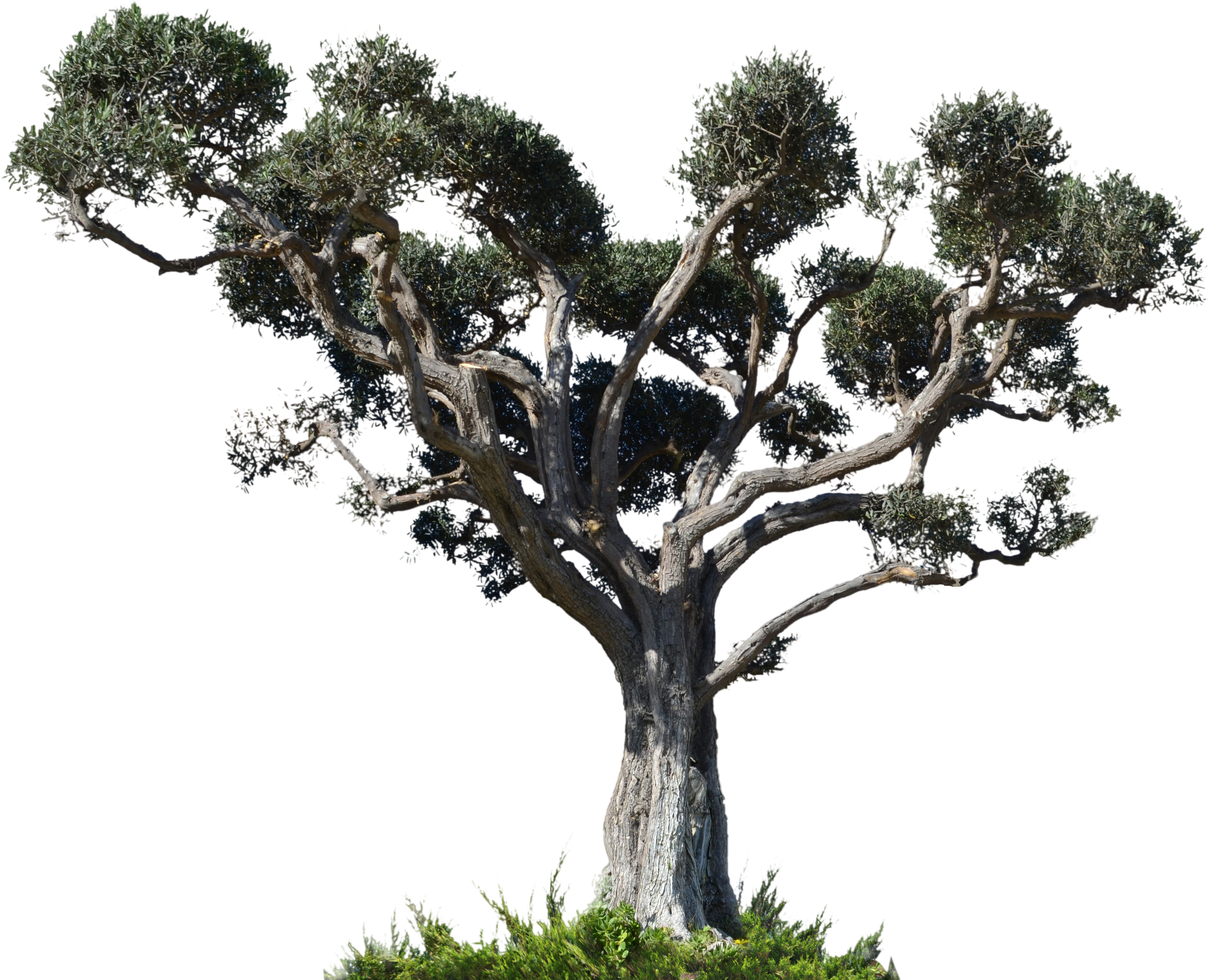 Tree Arecaceae Photography - Photography (4928x3264)