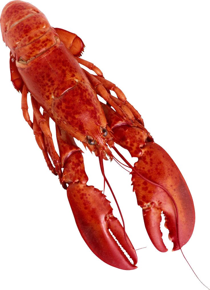 Lobster Png Clipart - Food (736x1014)