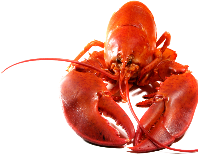 Lobster Clipart Transparent Background - Lobster Png Transparent (849x564)