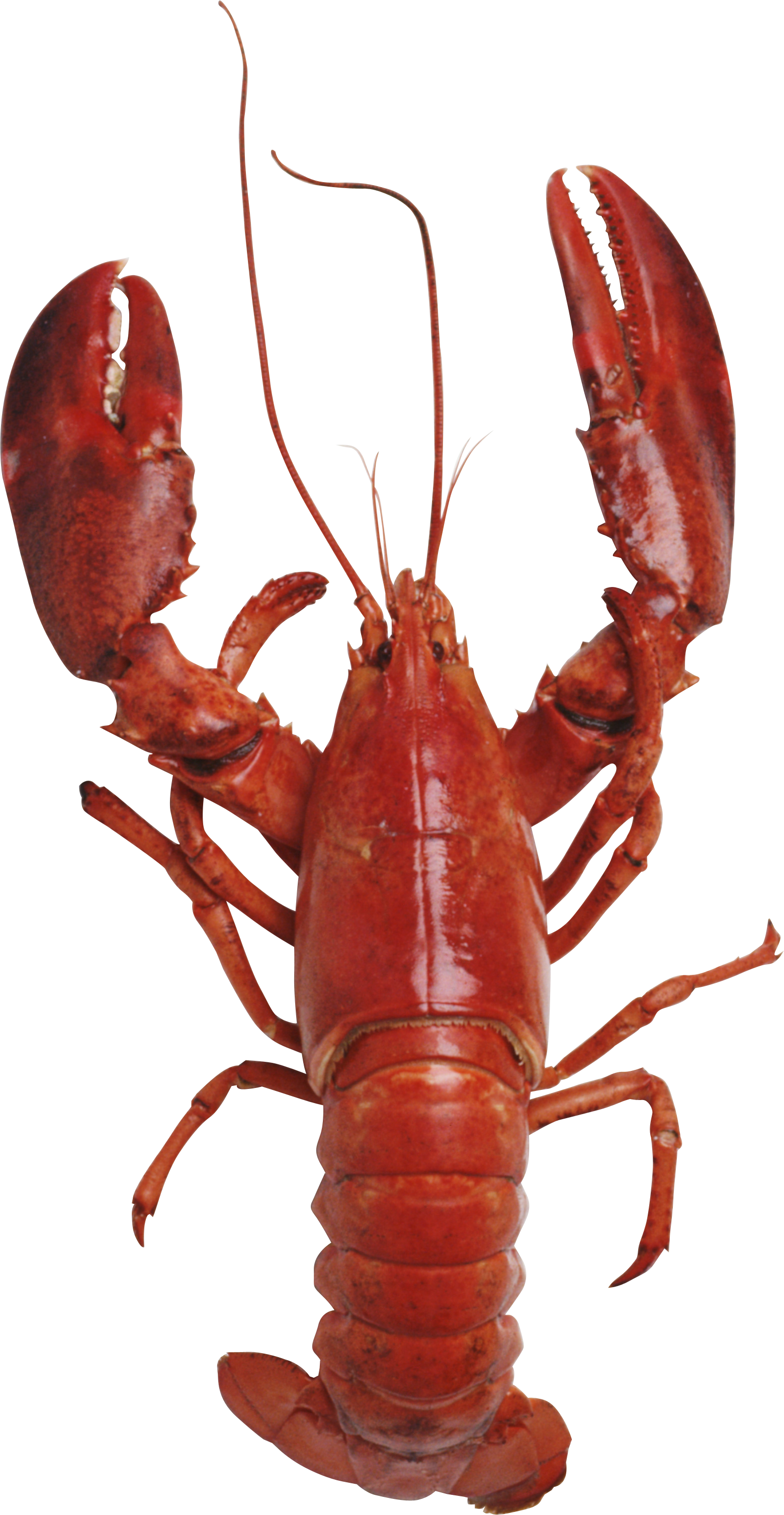 Lobster Clipart Transparent Background - Charles Campion's London Restaurant Guide (1559x3012)