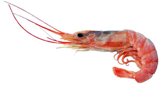 Orange Shrimp Clipart No Background Clipartfest - Shrimp With No Background (531x282)