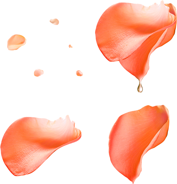 Beach Rose Petal Flower Pink - Transparent Pink Rose Petals Png (657x655)