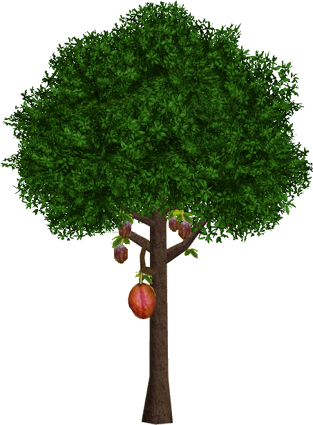 Cocoa Tree - Cacao Tree (615x615)