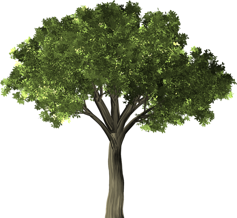 Tree Transparent Background 14, Buy Clip Art - Elm (783x720)