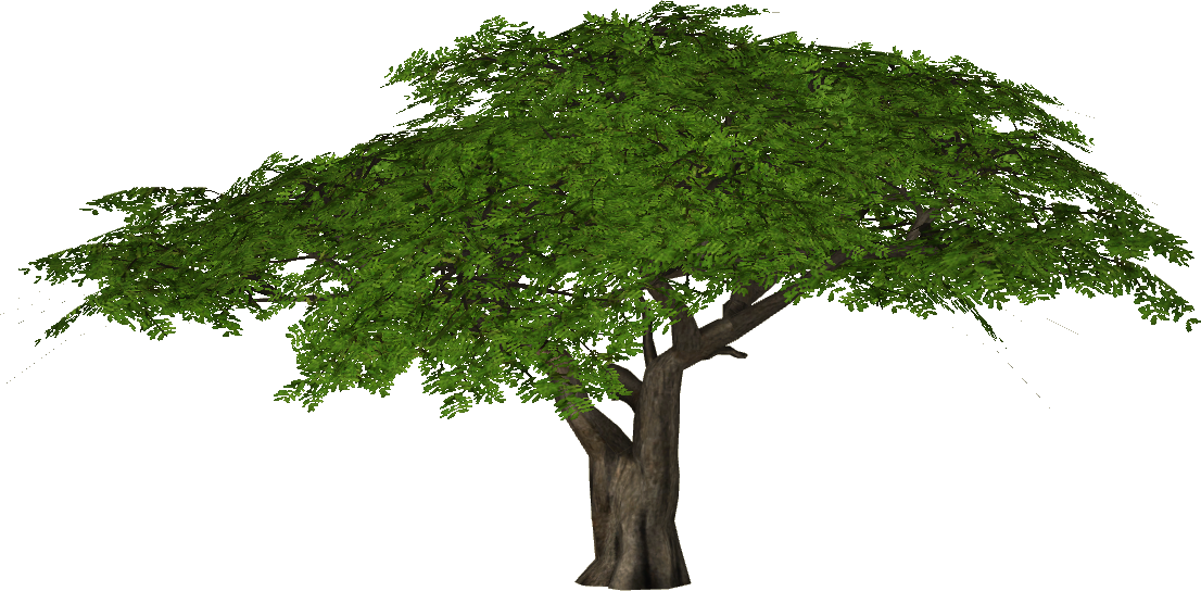 Acaciaumbrella Slice - Tree Png Hd (1106x544)