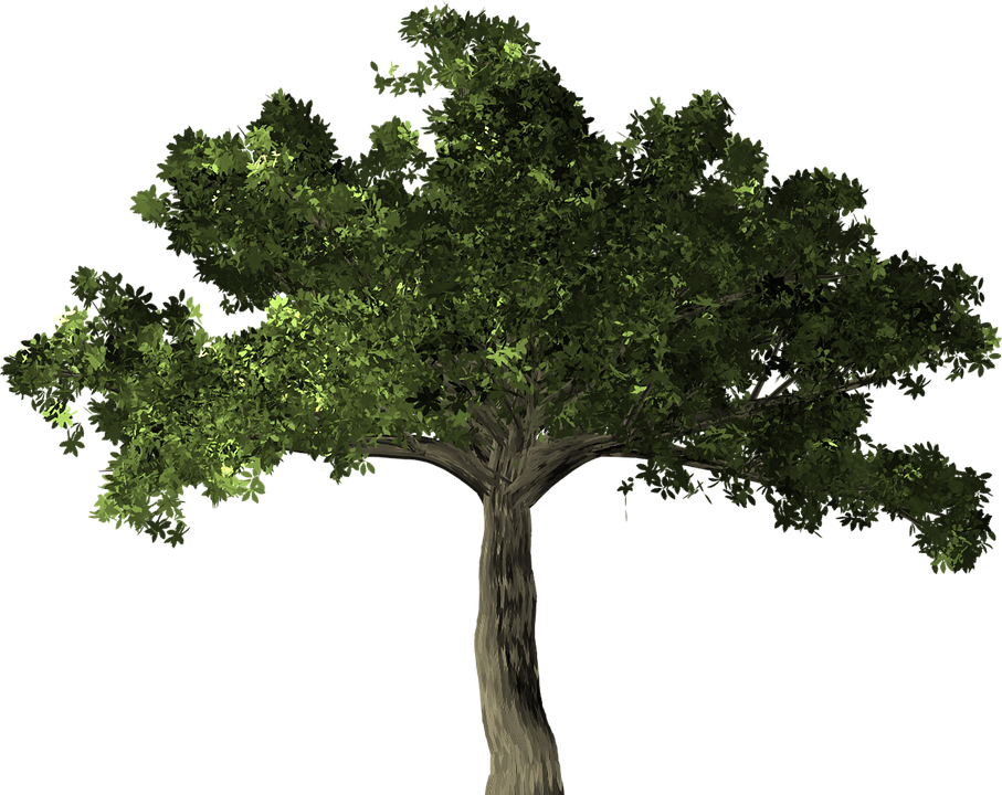 Tree Transparent Background 22, Buy Clip Art - Fig Tree Transparent (907x720)