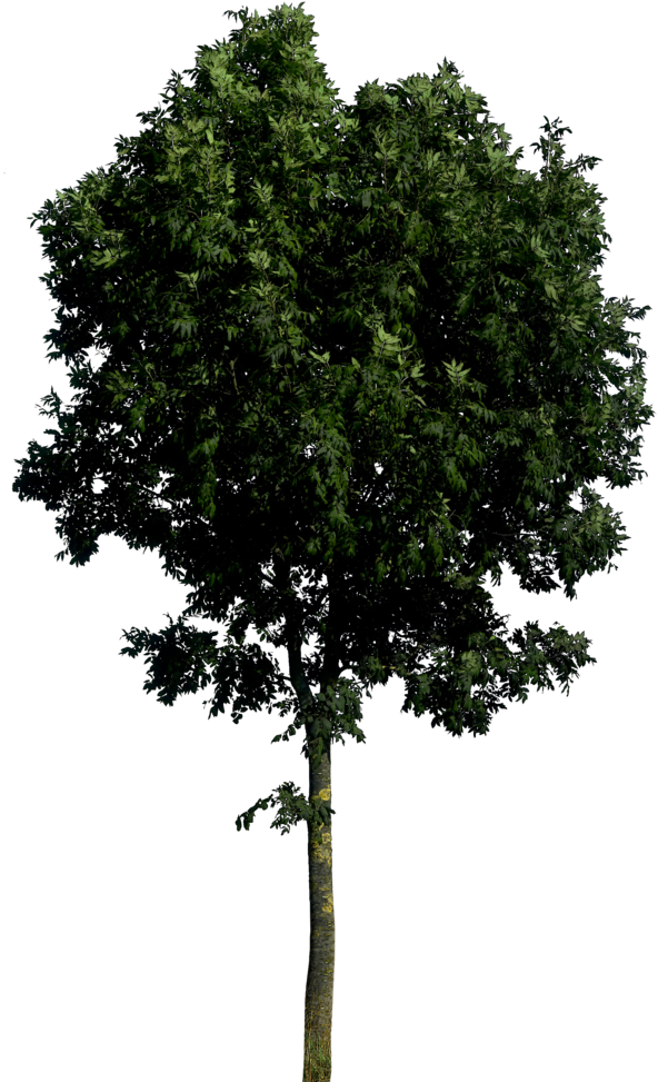 Tree Transparent - Tree Front View Png (600x984)