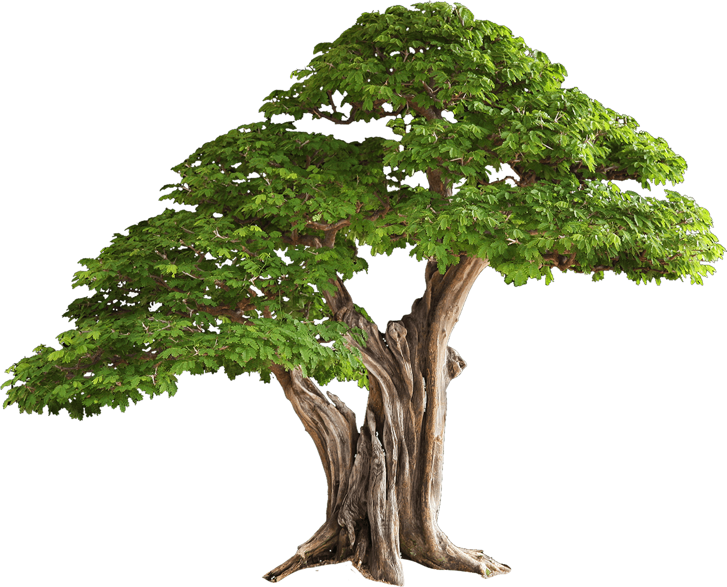Tree Free Png Image - Brazilian Rain Tree Bonsai (2000x1250)
