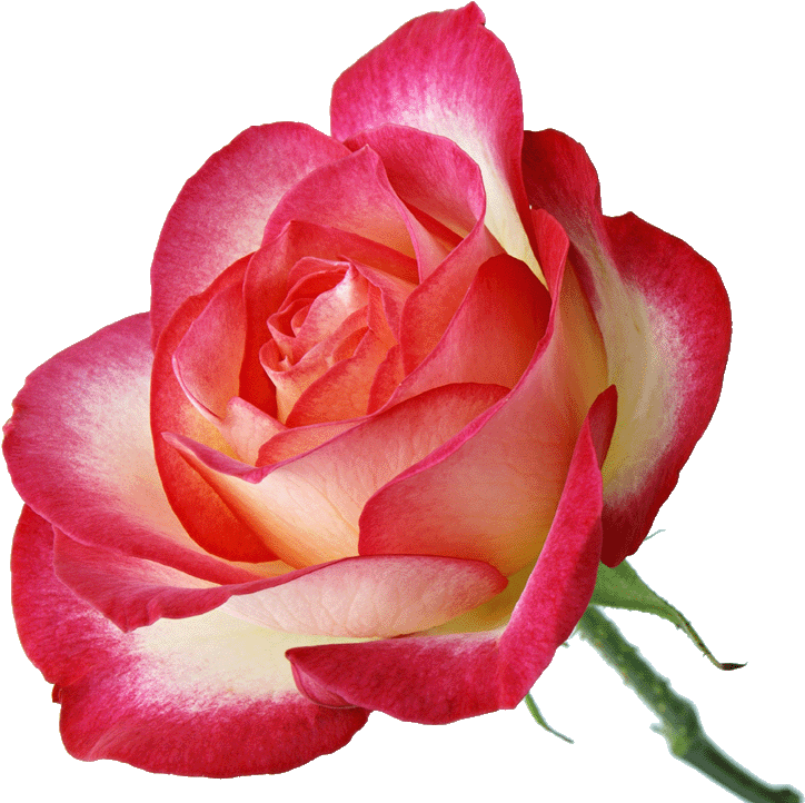 Written By Dreamland In Red And Pink Roses On 10 January - Love You Gif 2 (1024x727)