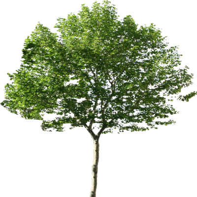 Single Tree Png - Photoshop Tree Png (400x400)