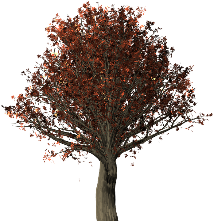 Northern Red Oak Png (720x720)