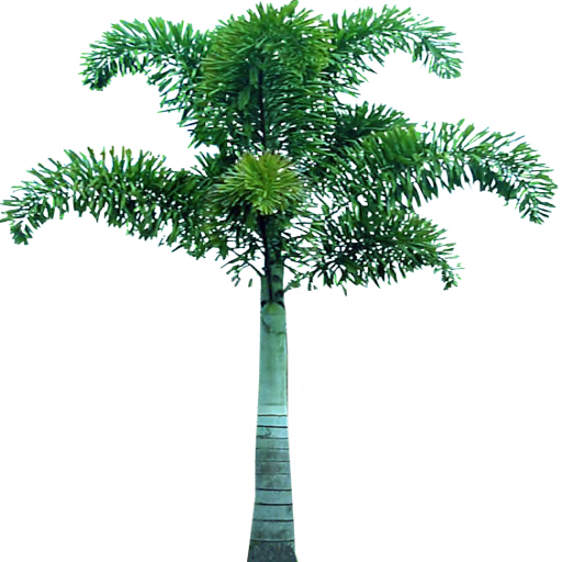 Palm Tree Face Png Image - Tree Png Hd For Picsart (512x512)