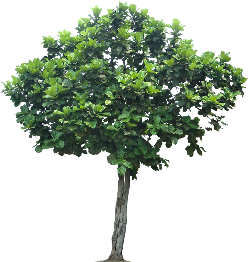 Jungle Tree Transparent Png - Fig Tree Png (849x918)