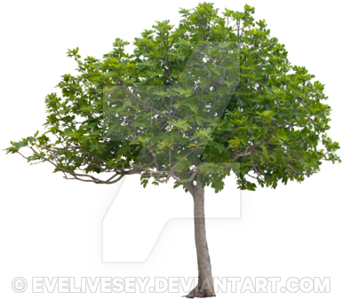 Pretty Tree Png By Evelivesey - Apple Tree With White Background (400x347)