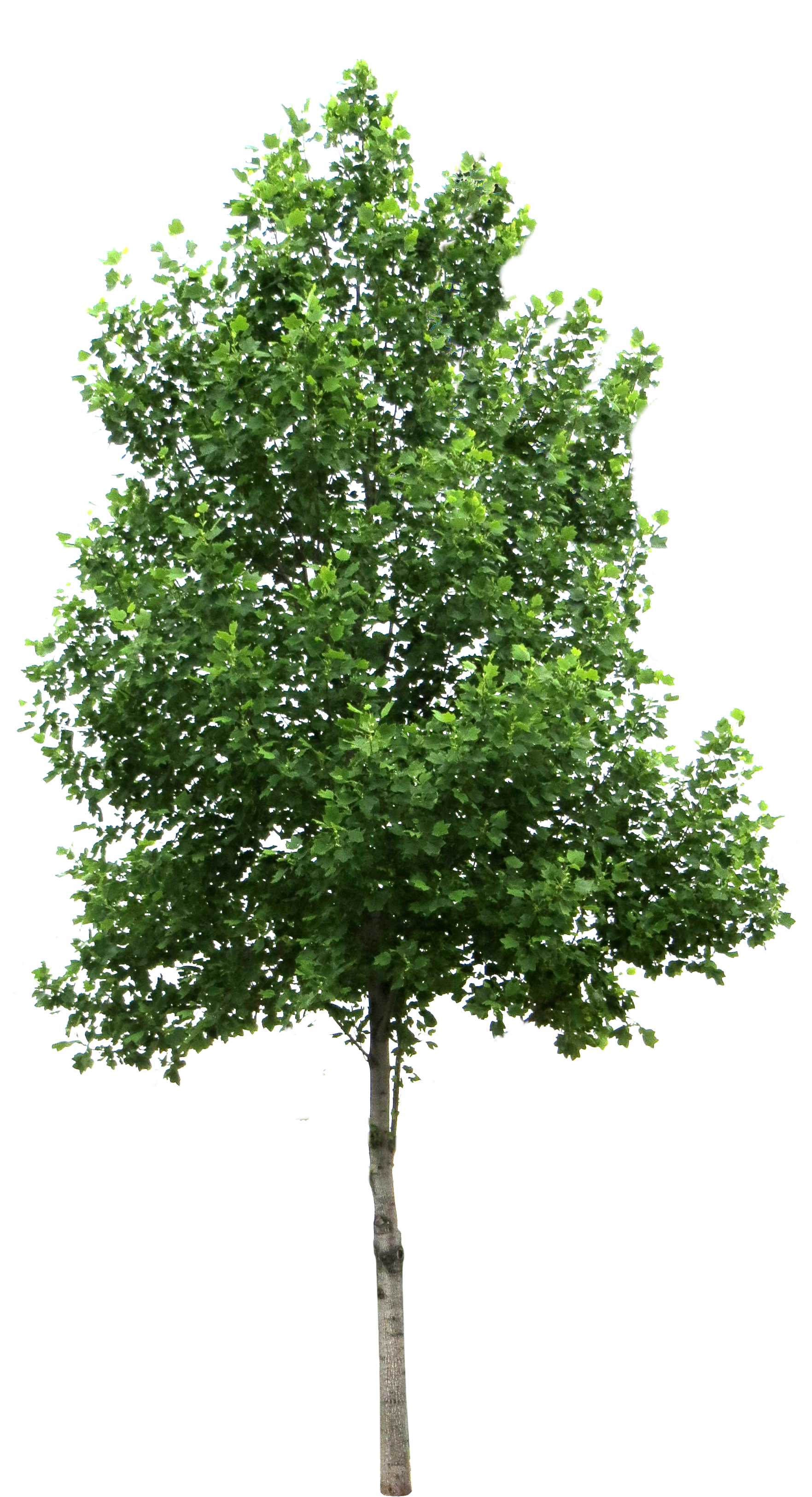 Tree - Birch Tree Png (2079x3249)