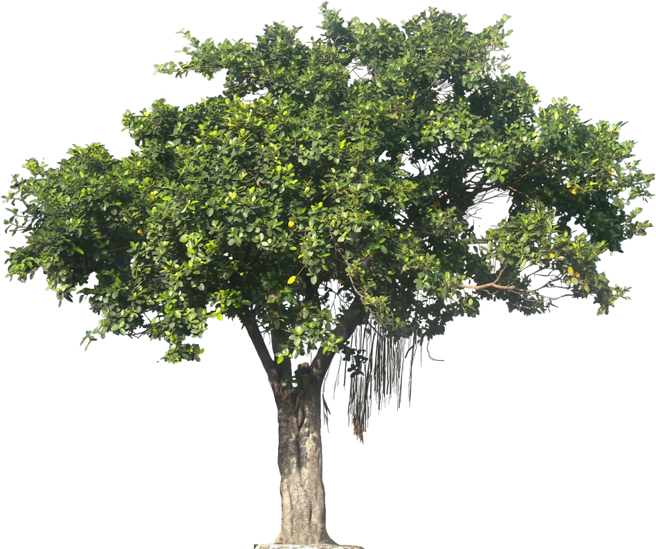 Tree Textures Png - Tree Png Transparent (953x799)