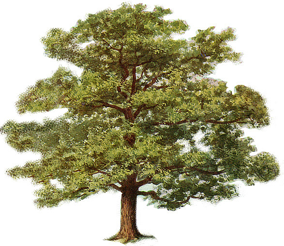 Image Result For Oak Tree And Acorns - Oak Tree Clip Art (587x507)