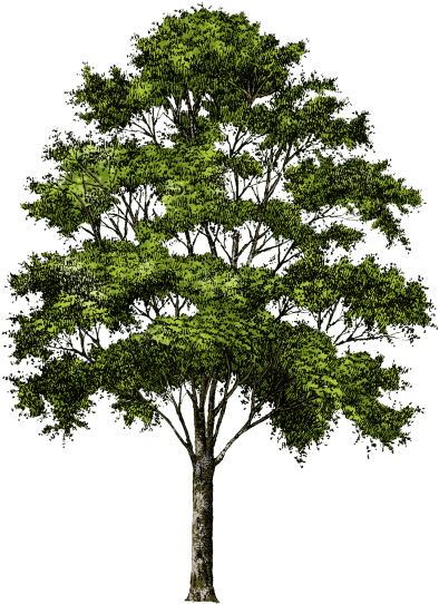 Tree Picture No Background Png Images - Transparent Background Tree Png (400x554)