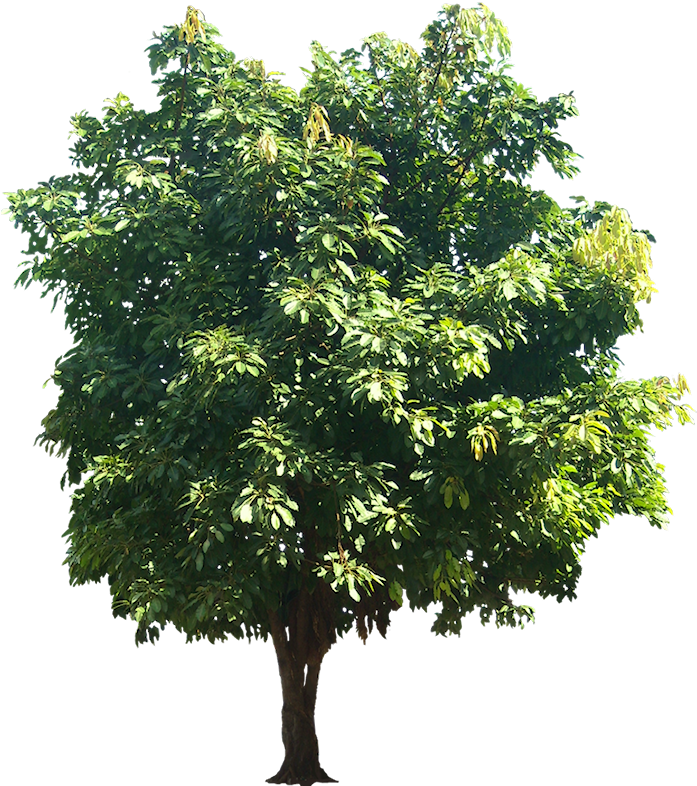 A Collection Of Tropical Plant Images With Transparent - Ficus Infectoria Tree (699x800)