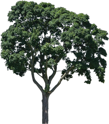33 108k Tree 7 14 Oct 2014 - Plumeria Obtusa 3d Mofdel (512x512)