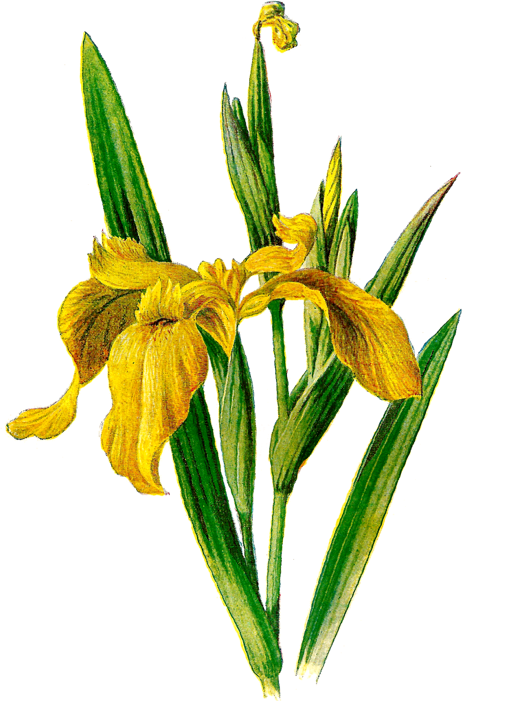 Iris Clipart - Real Iris Flower Png (1119x1600)
