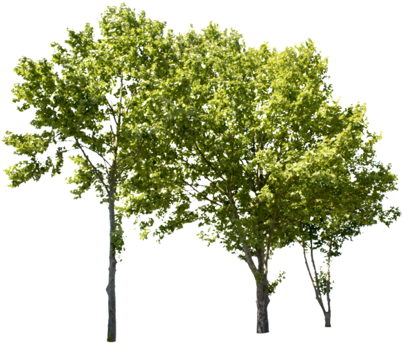 4634 X 3926 Png Image, Transparent Backgroud - Trees Cut Out Png (600x508)
