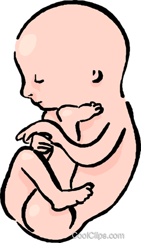 Baby In The Womb Royalty Free Vector Clip Art Illustration - Baby In The Womb Royalty Free Vector Clip Art Illustration (280x480)