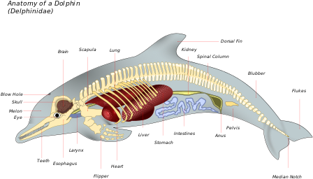 Adaptations[edit] - Yunus Memelimi (480x287)