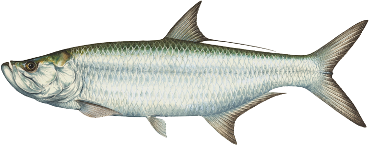 Tarpon - Alabama State Saltwater Fish (800x323)