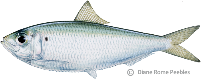 Sardines Clipart Big - Scaled Sardine (720x288)