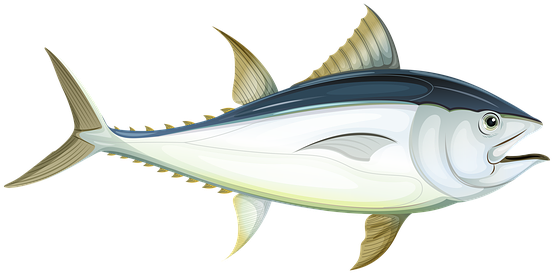 Fish, Sea, Tuna, Underwater, Water, Ocean, Animal - Atlantic Bluefin Tuna (640x426)