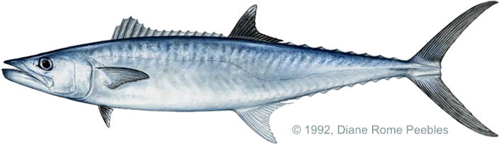 Grouper Clipart King - Barracuda Vs King Fish (720x240)