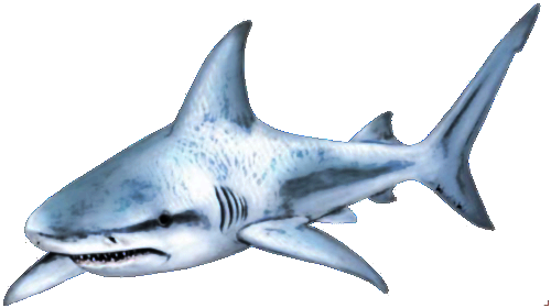 Shark Free Download Png - Shark Png (500x280)